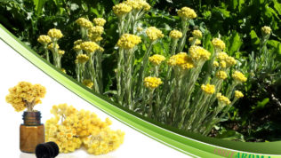 Бессмертник (Helichrysum)